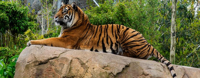 Delhi Agra Ranthambore Jaipur Tour